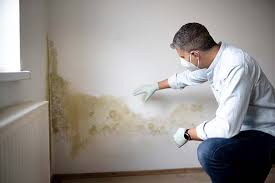 Reliable Ashburn, VA Mold Removal & Remediation Solutions